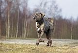 CANE CORSO 693